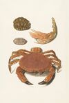 海洋生物标本螃蟹与贝壳