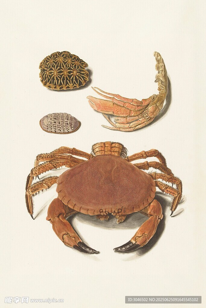 海洋生物标本螃蟹与贝壳