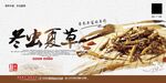 冬虫夏草海报展板