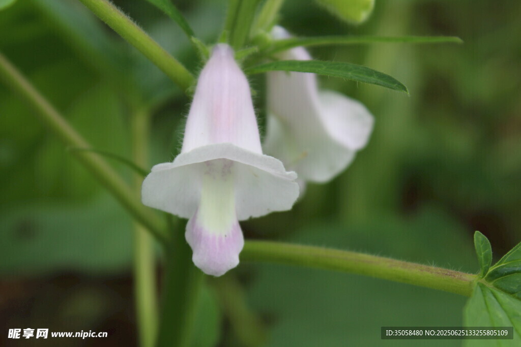 芝麻植株 