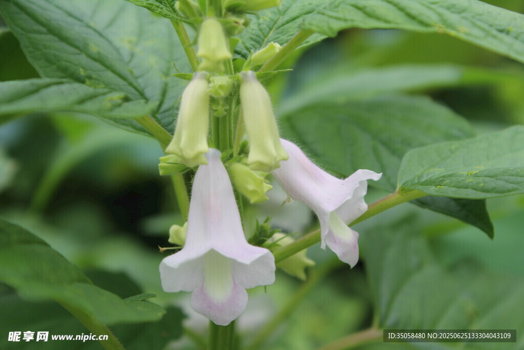 芝麻植株  