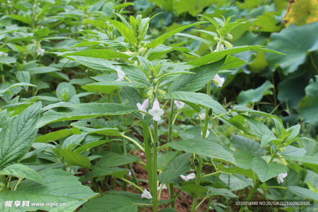 芝麻植株  