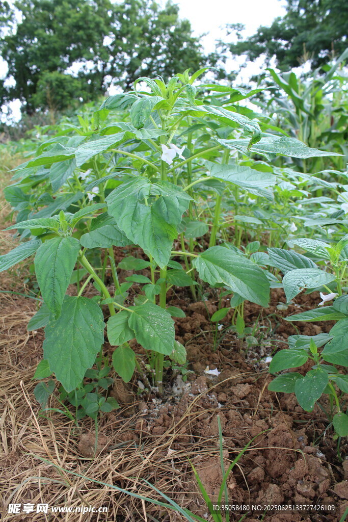 芝麻植株 