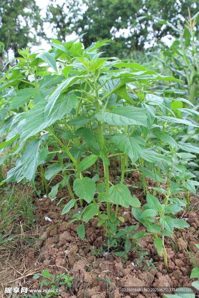 芝麻植株 