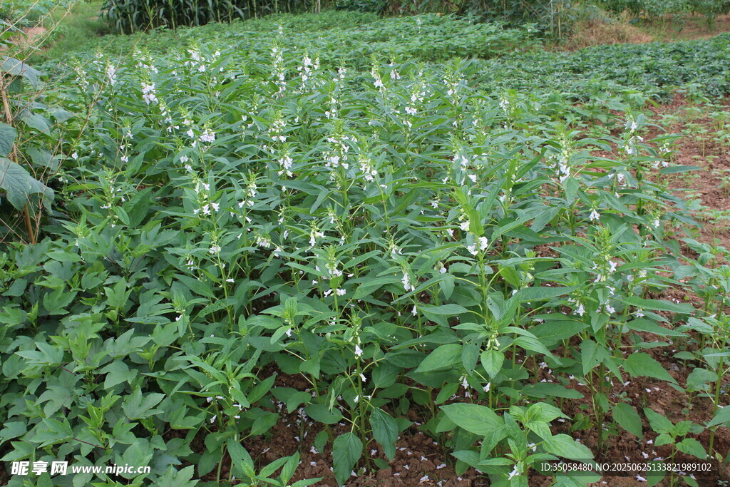 芝麻植株 
