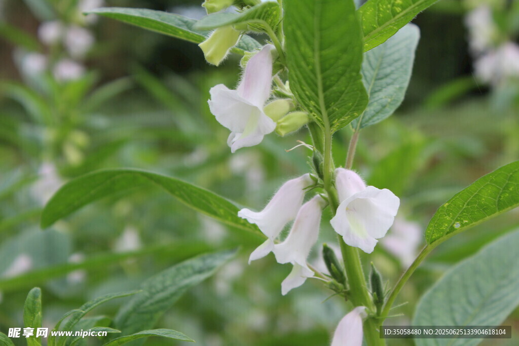 芝麻植株 
