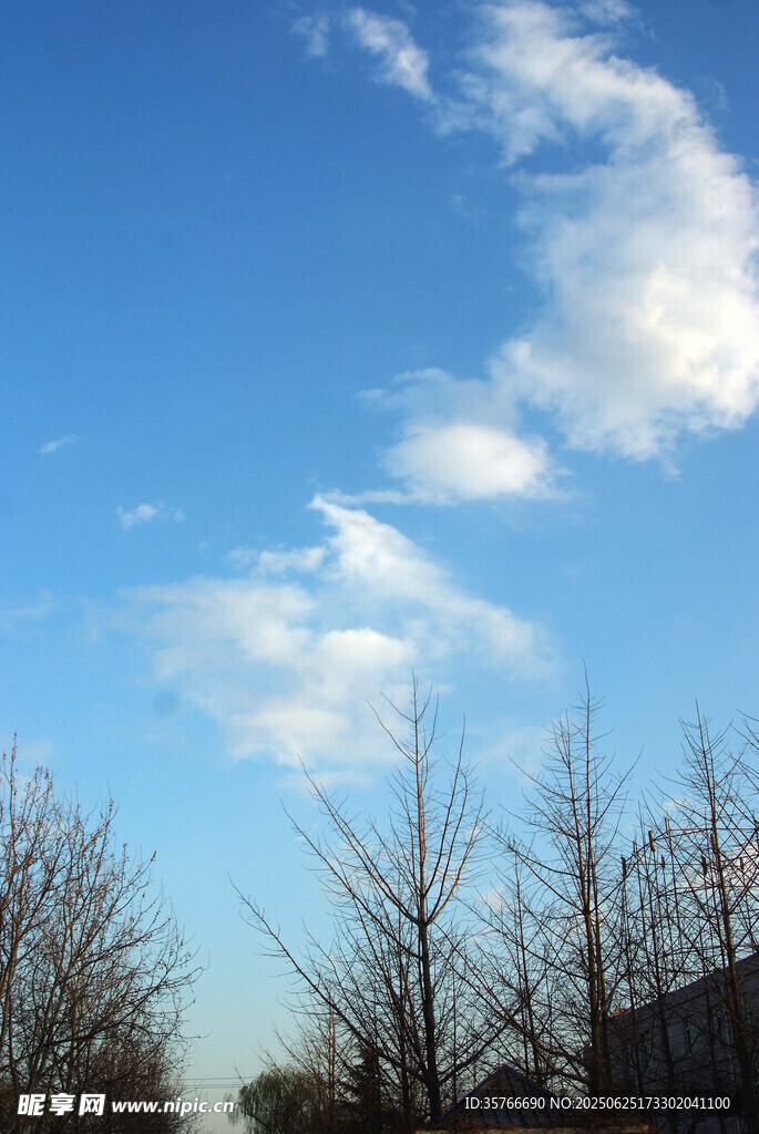 蓝天枯枝间的白云美景