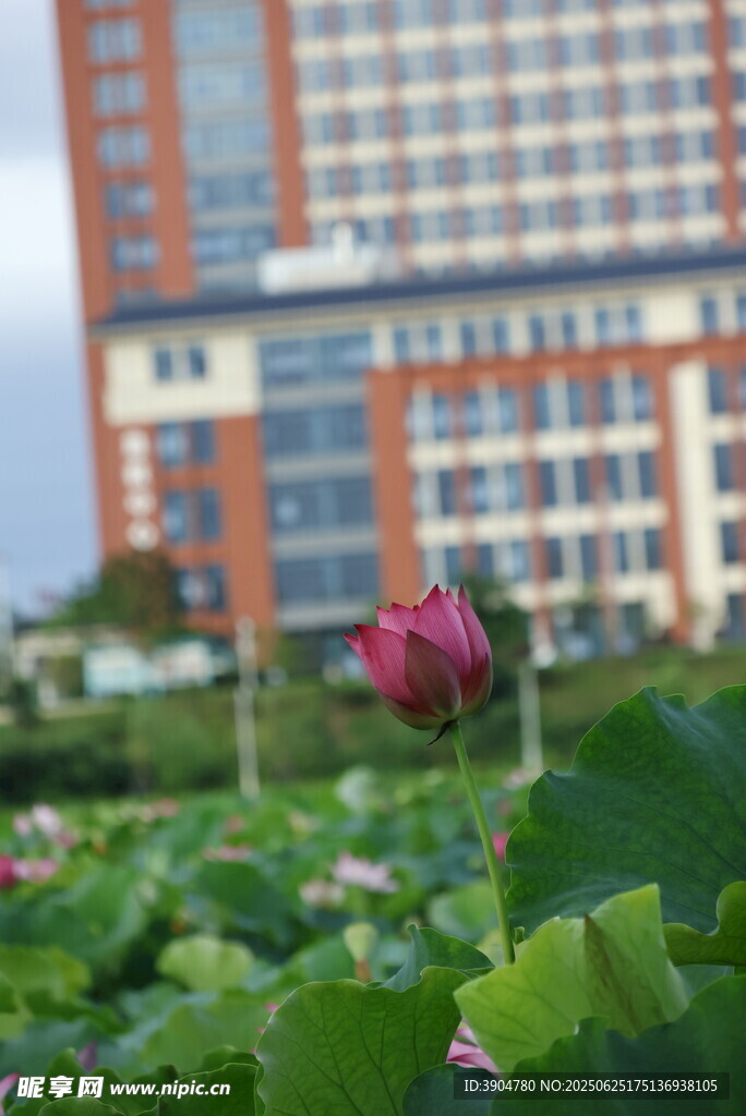校园荷花绽放美景