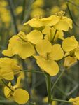 油菜花