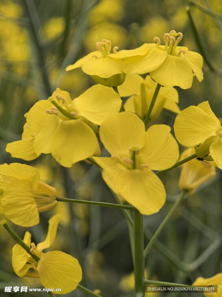 油菜花