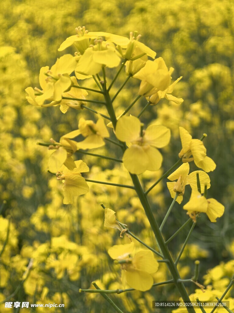 油菜花朵