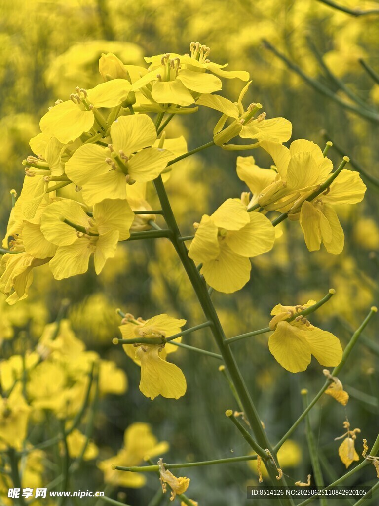 油菜花