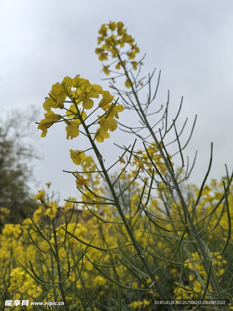 油菜花开