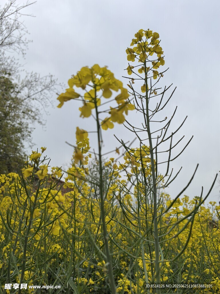 油菜花