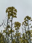 油菜花