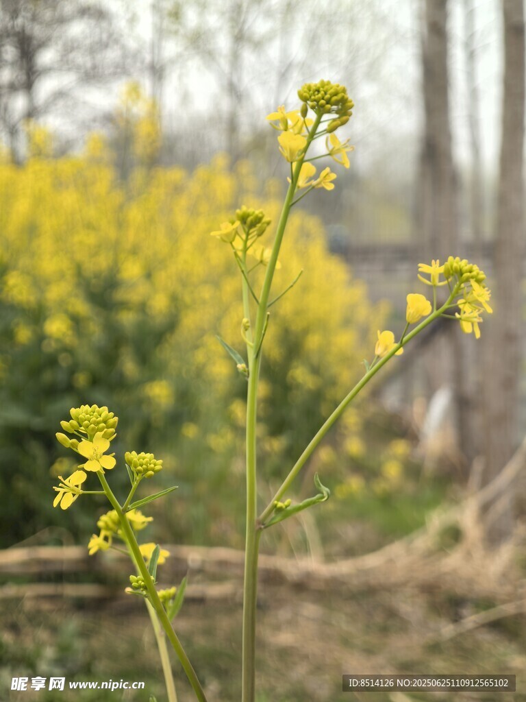 油菜花