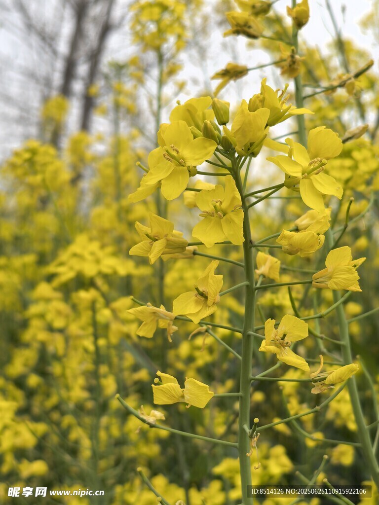 油菜地