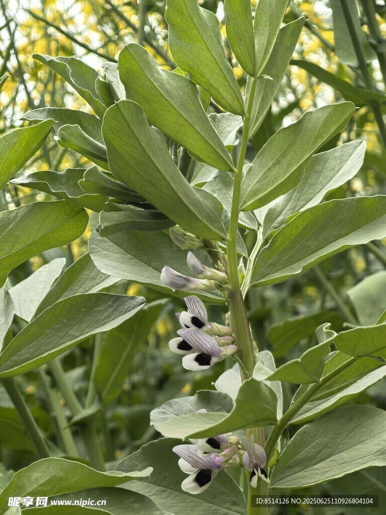蚕豆开花