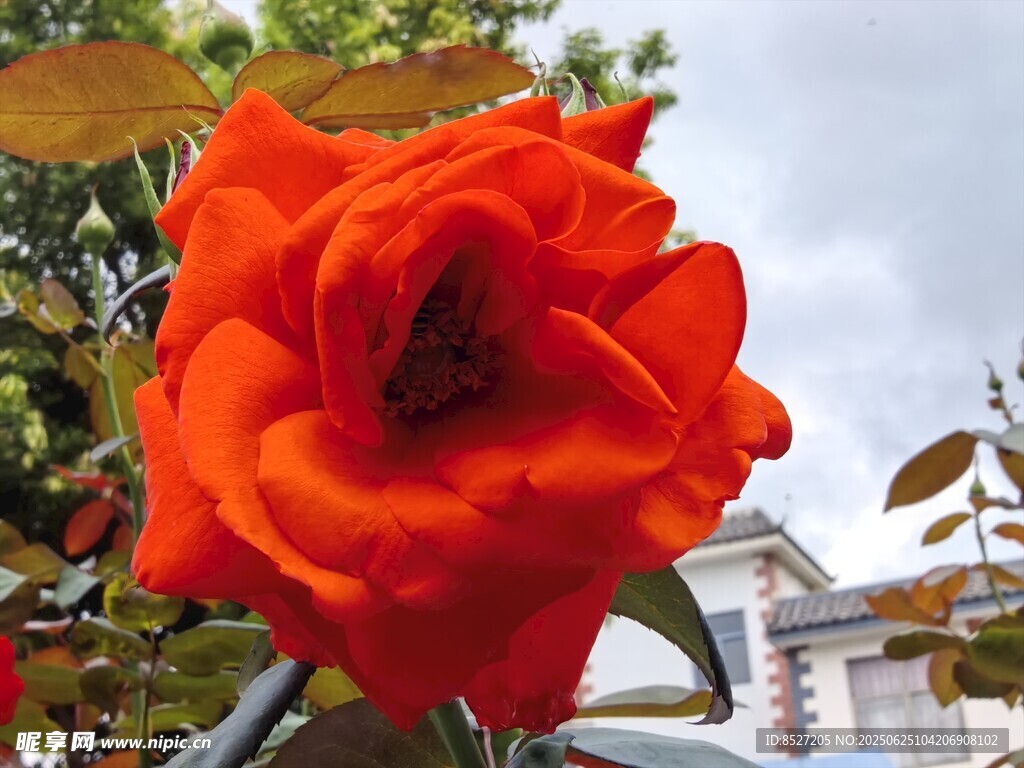 艳丽橙玫瑰绽放