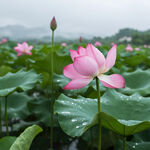 AI生画