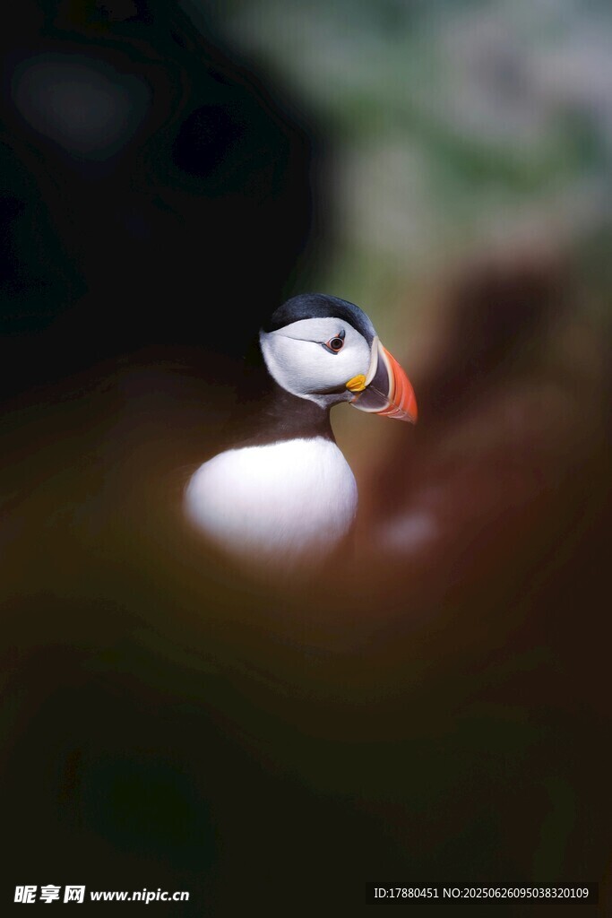 海鹦