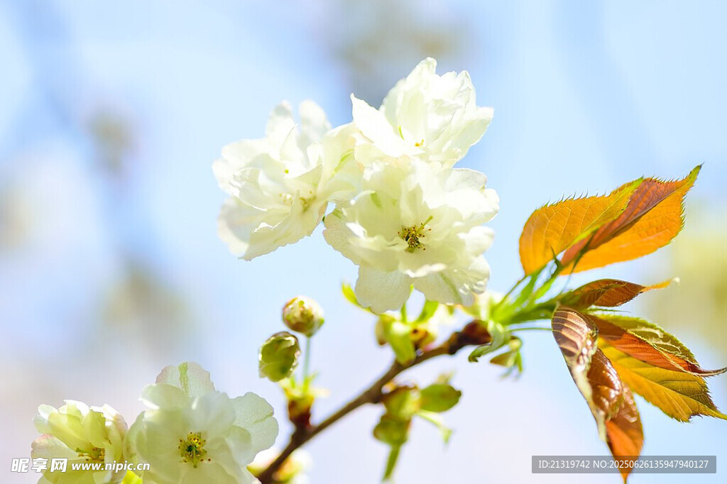 春日绽放的洁白花枝
