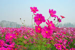 粉色格桑花