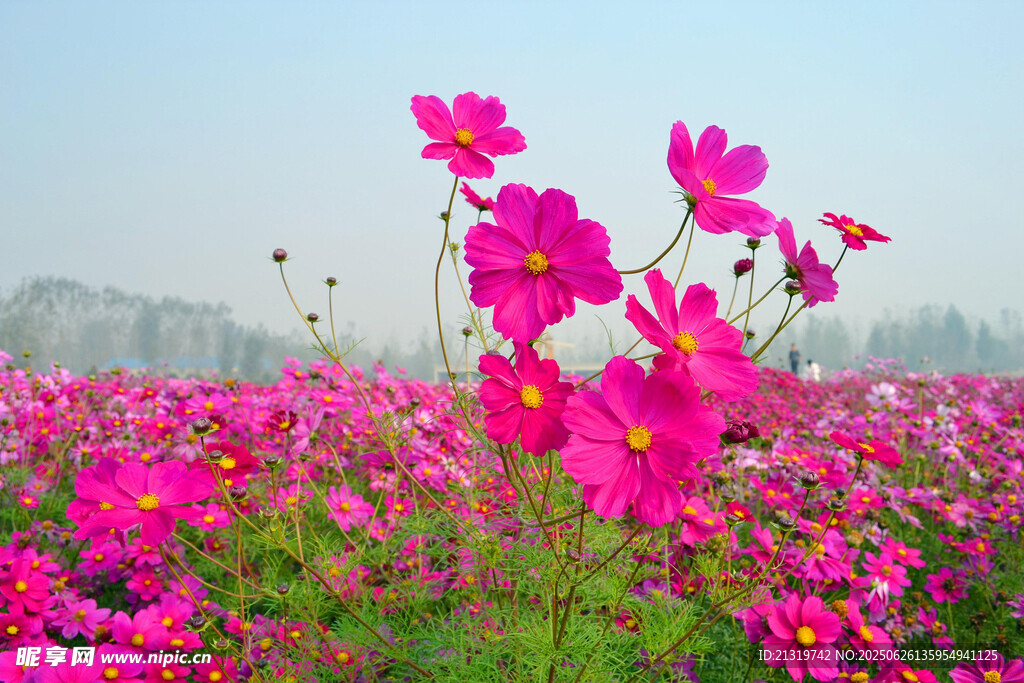 粉色格桑花