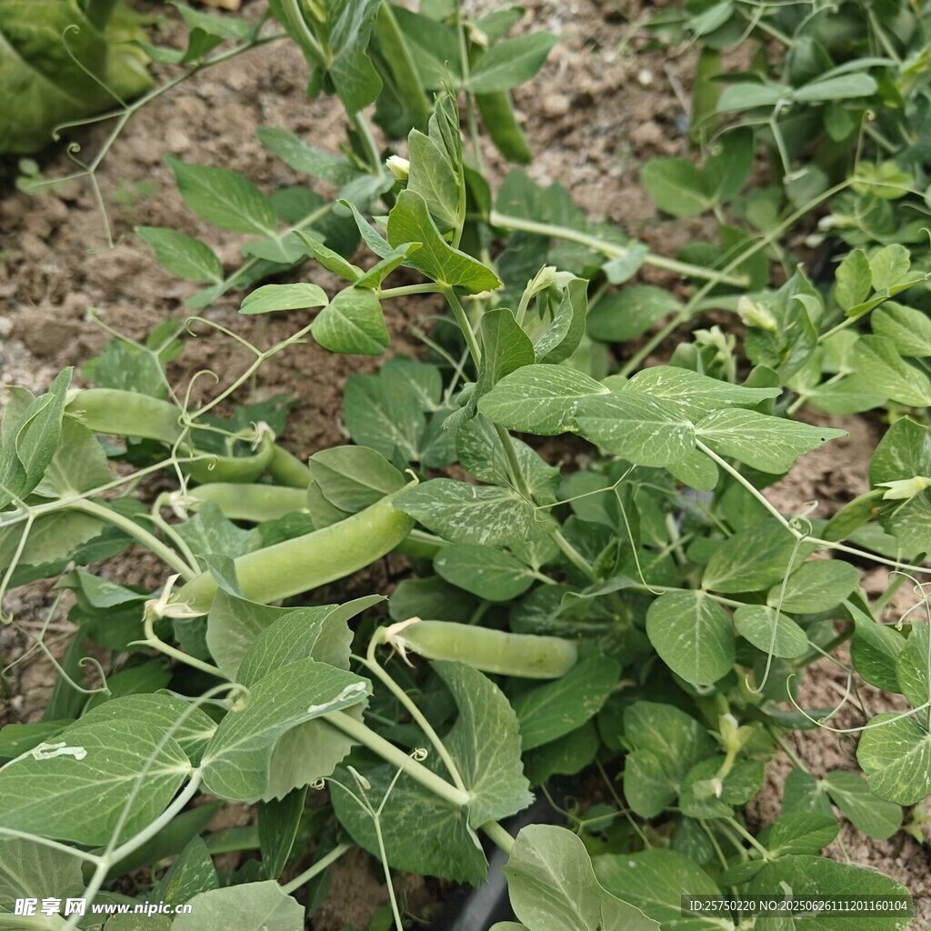 绿色蔬菜   豌豆
