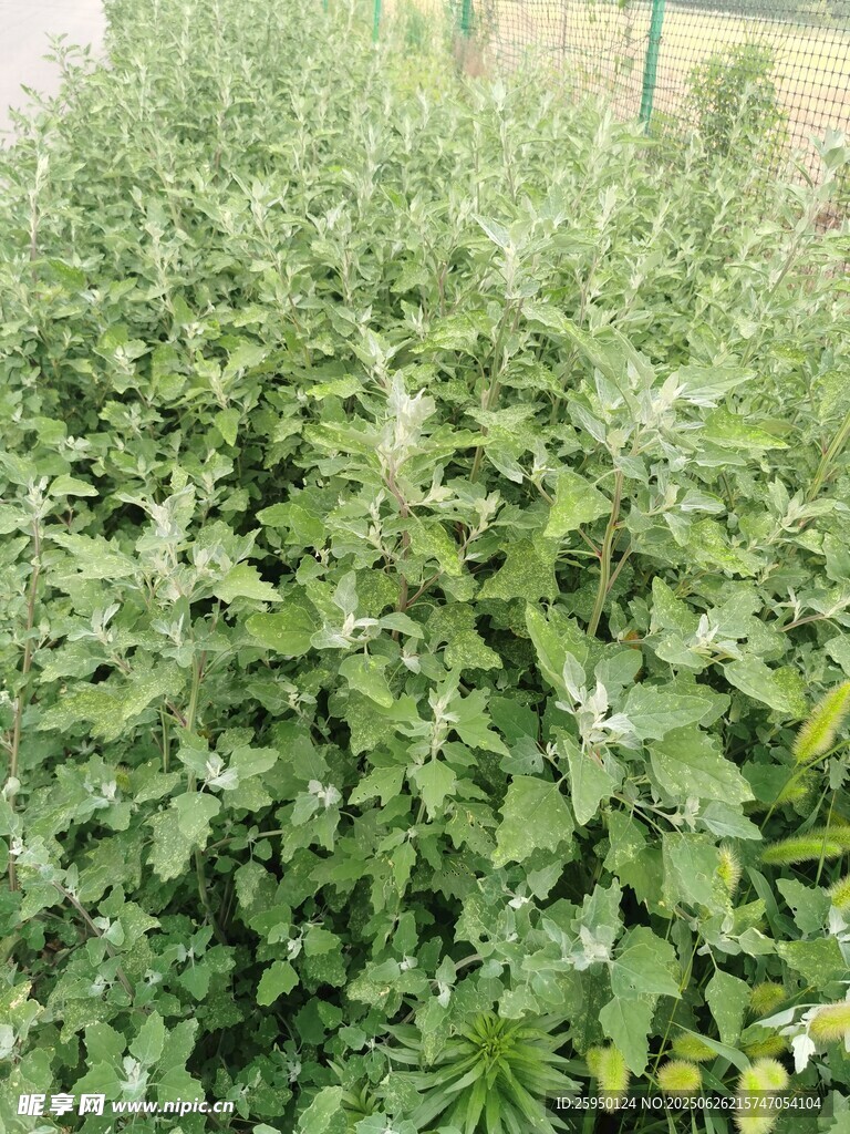 一片繁茂的绿色植物