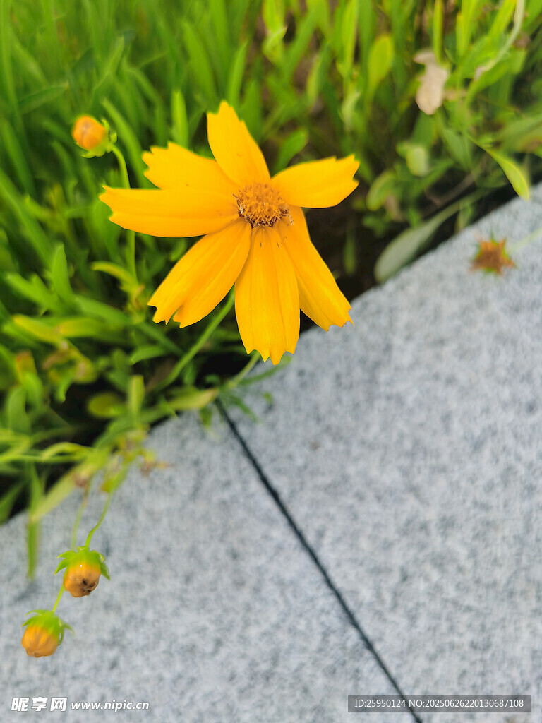 路边绽放的黄色小花