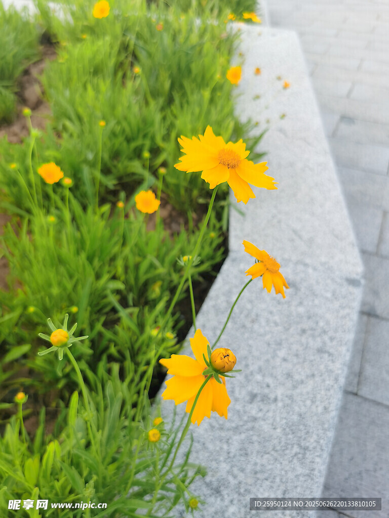 石边绽放的黄色小花