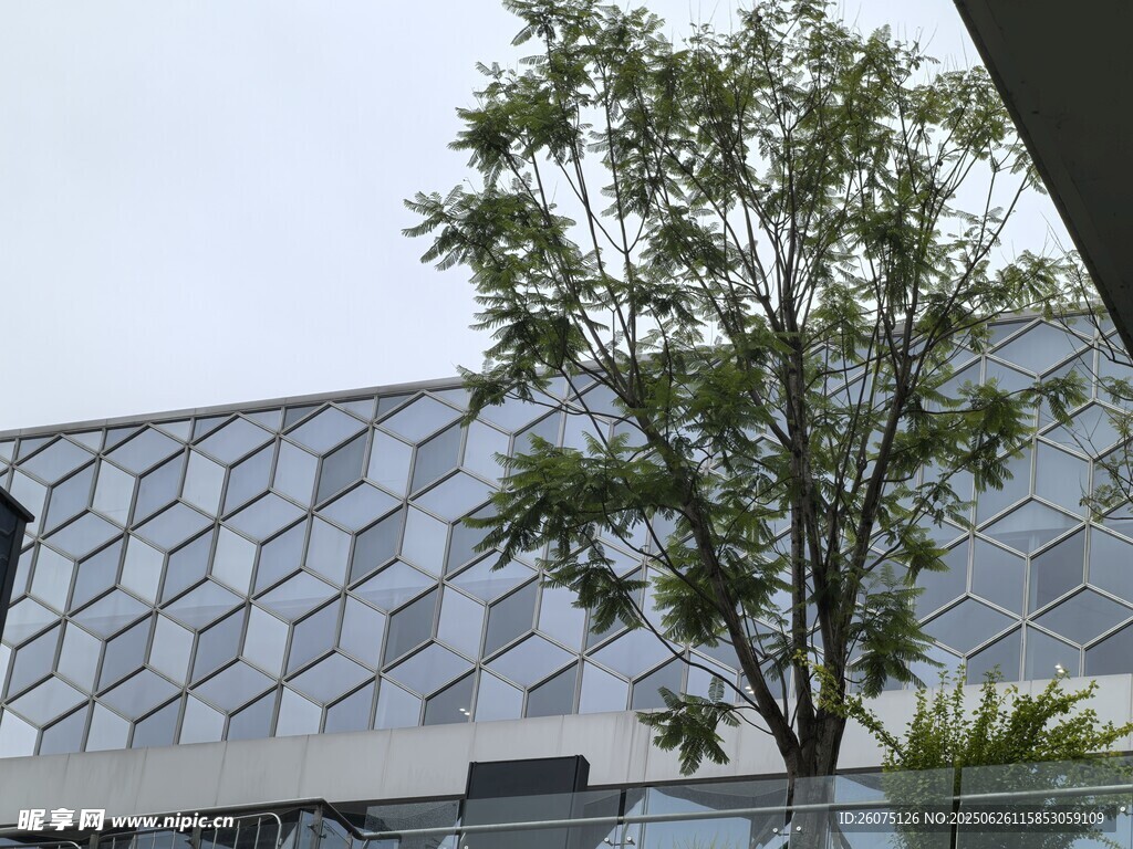 现代建筑旁的葱郁绿树