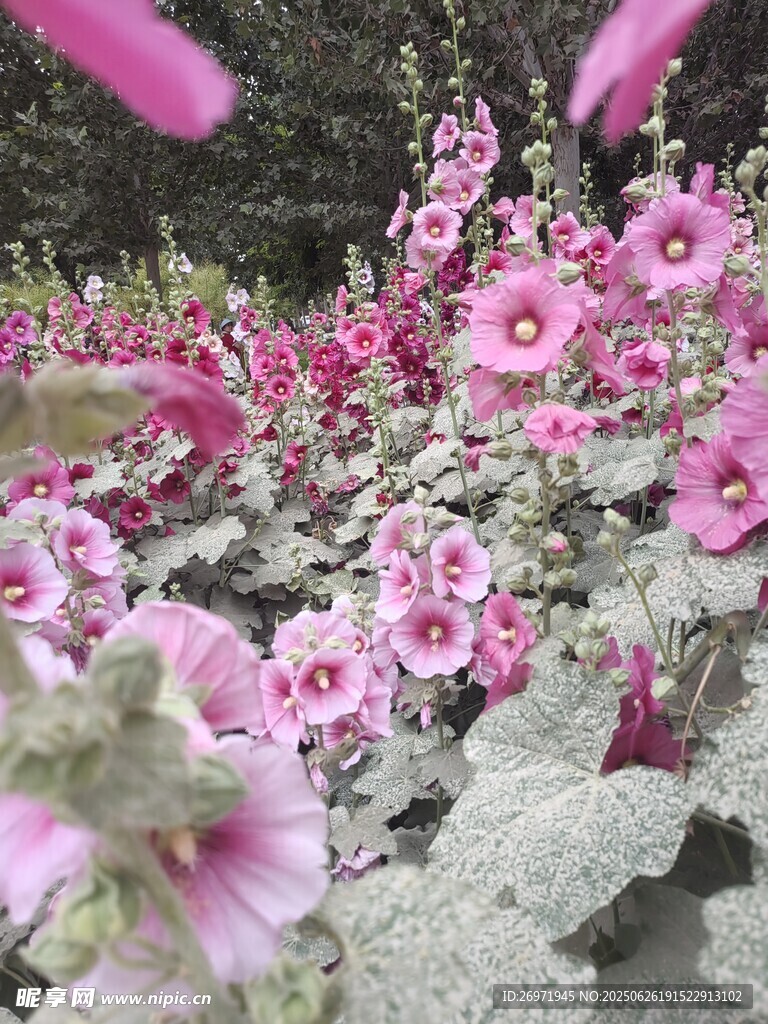 粉色蜀葵绽放美丽瞬间