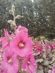 粉色蜀葵绽放于花丛中