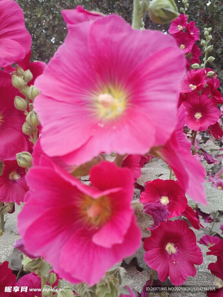 艳丽蜀葵花绽放
