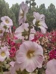 美丽蜀葵花绽放