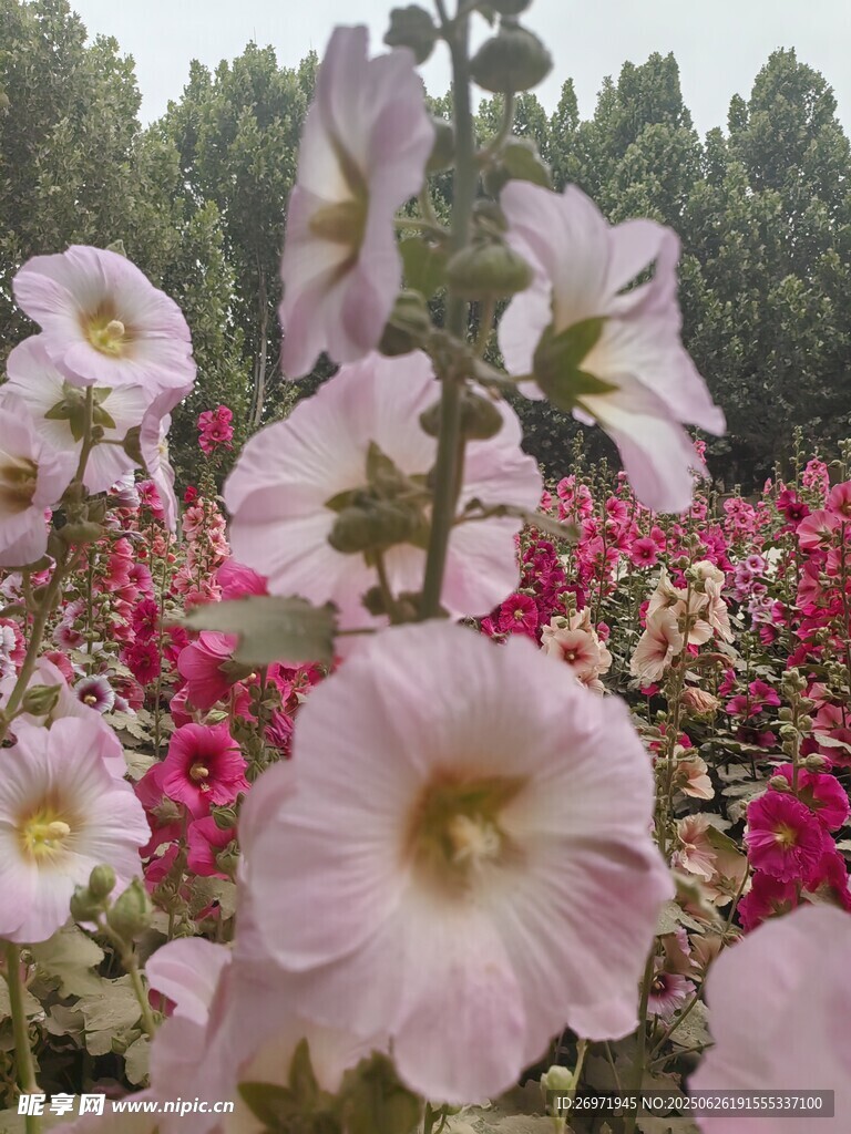 美丽蜀葵花绽放