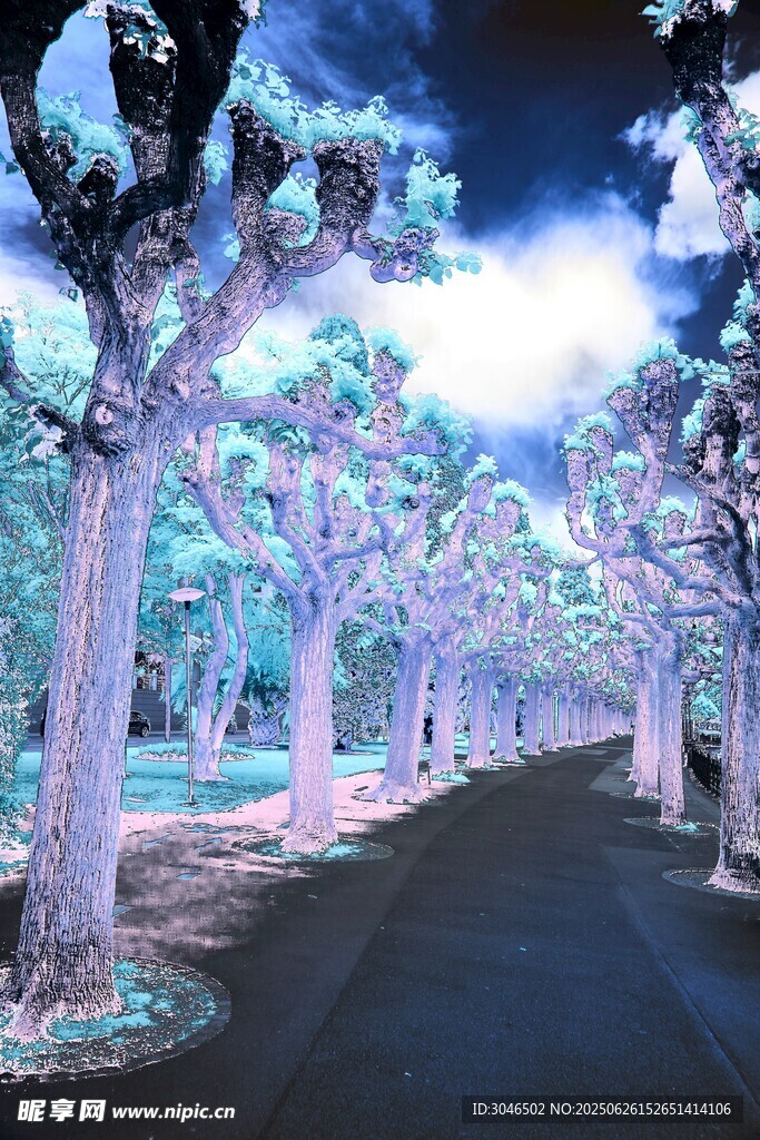 梦幻灯光树道景观