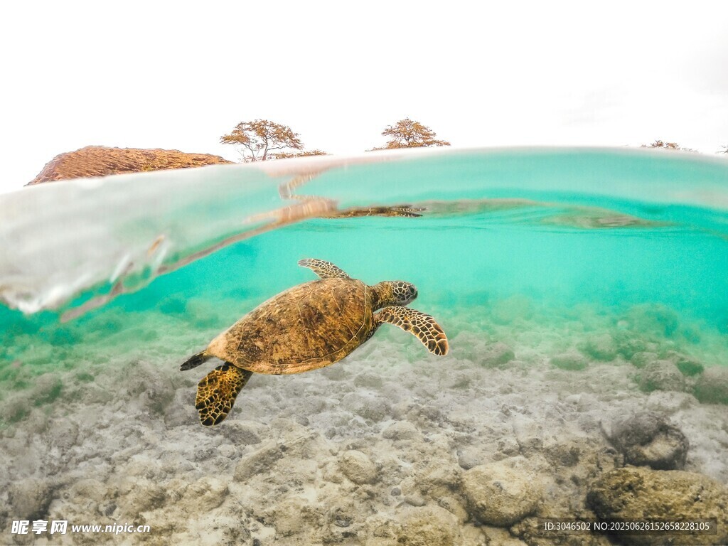 海底漫步的海龟