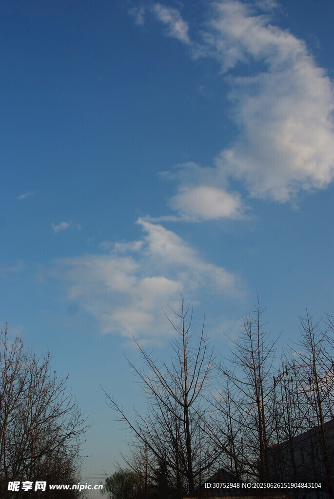 蓝天枯枝冬日静谧景象