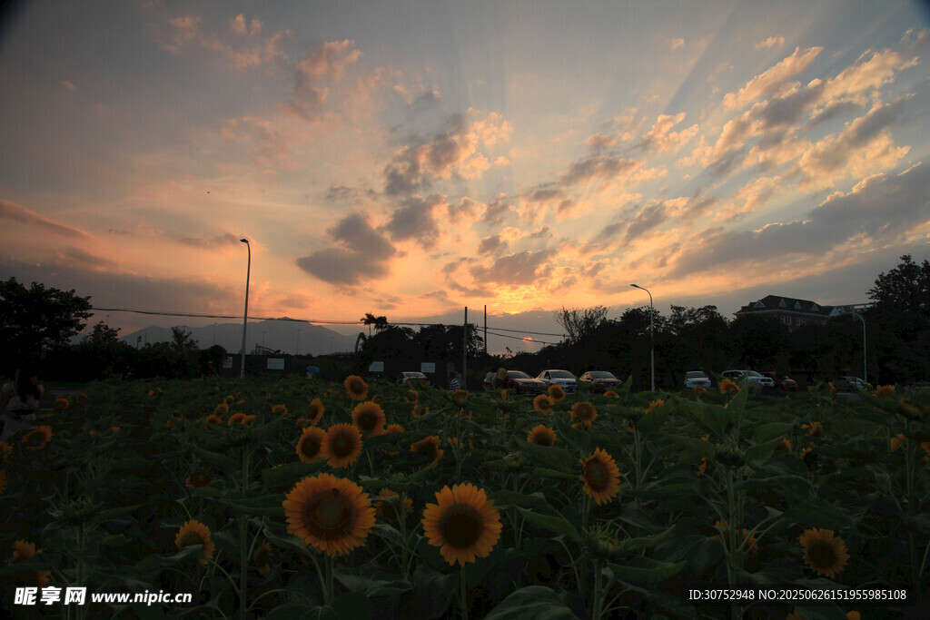 夕阳下的向日葵花田