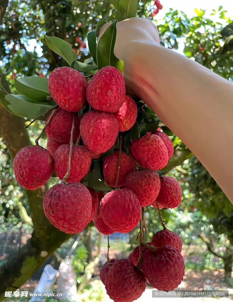 手摘新鲜饱满的荔枝