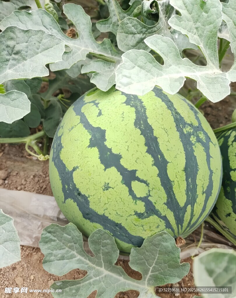 田间成熟的条纹大西瓜