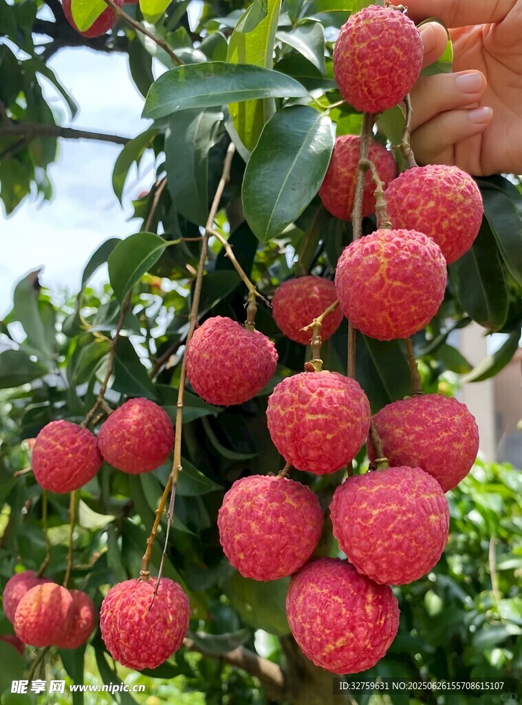 枝头饱满荔枝待采摘