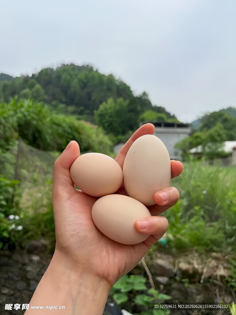 手捧新鲜农家土鸡蛋
