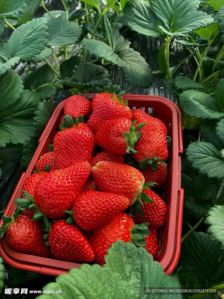 红框内饱满新鲜的草莓