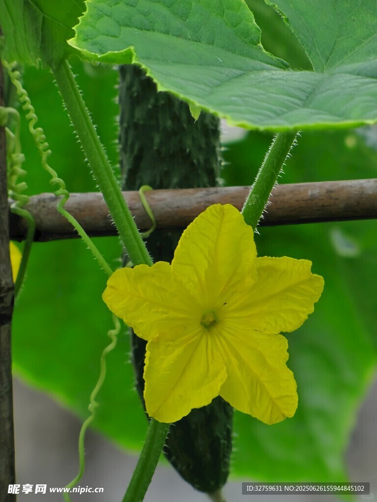 黄色黄瓜花绽放