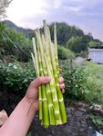 手捧鲜嫩甜芦粟
