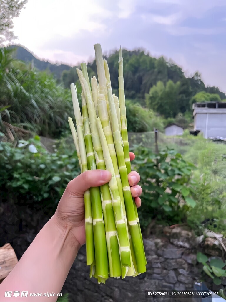 手捧鲜嫩甜芦粟